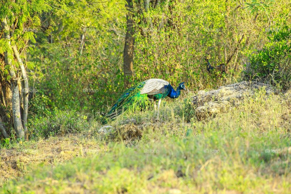 Peacock 