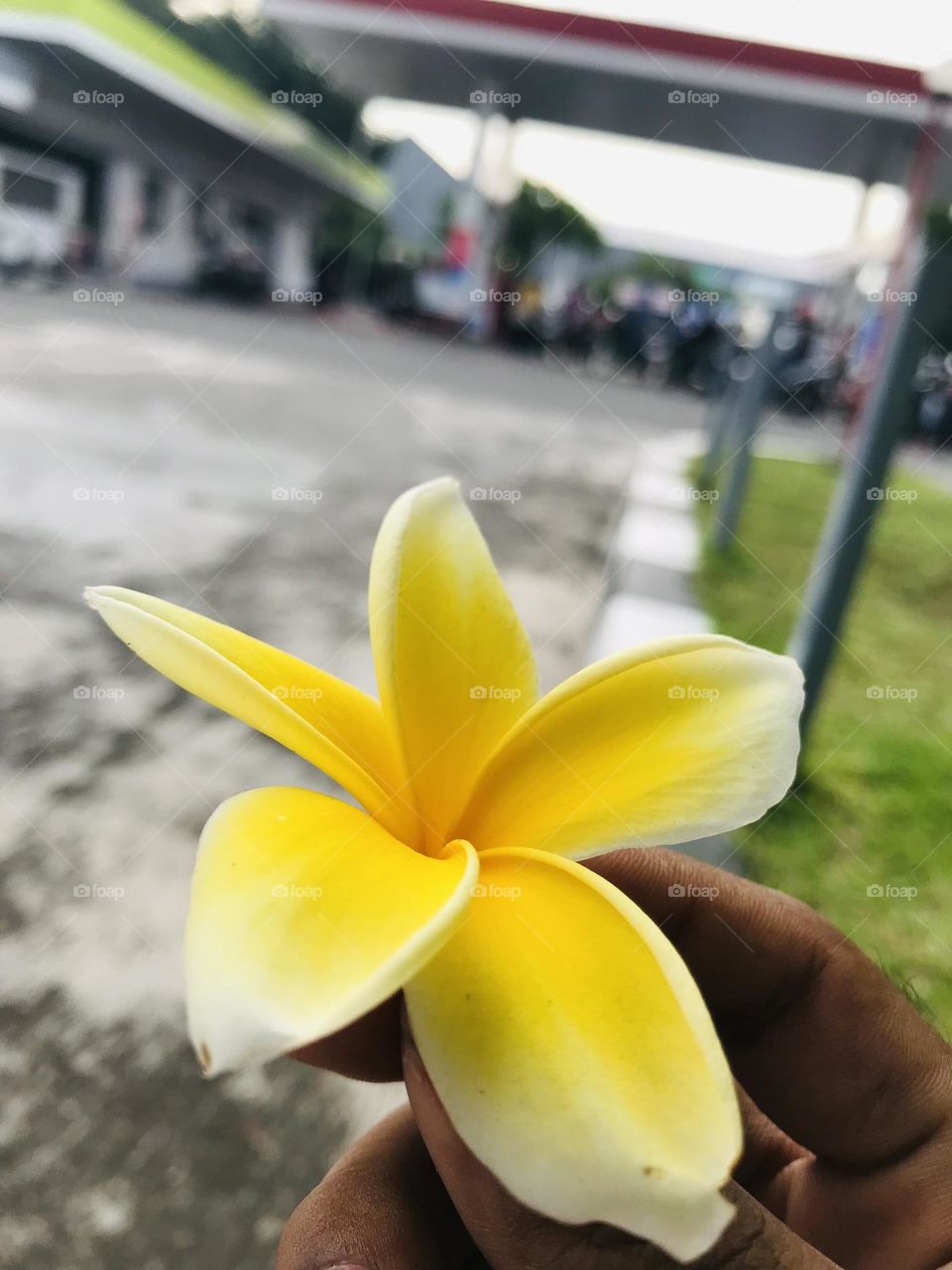 frangipani flower