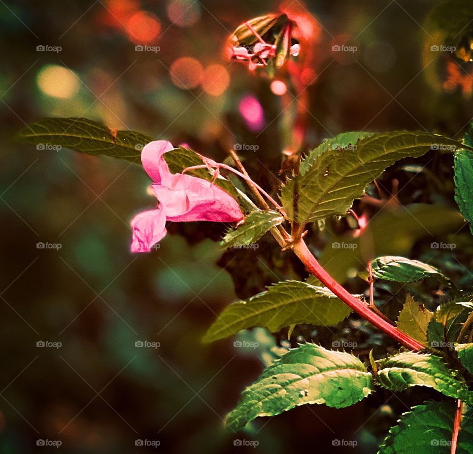Flowers in autumn fall 