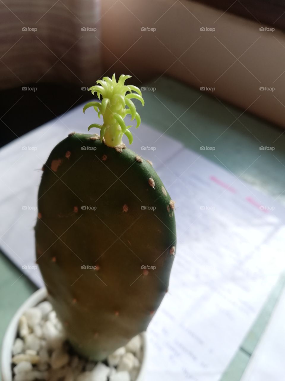 Cactus, the best indoor plant