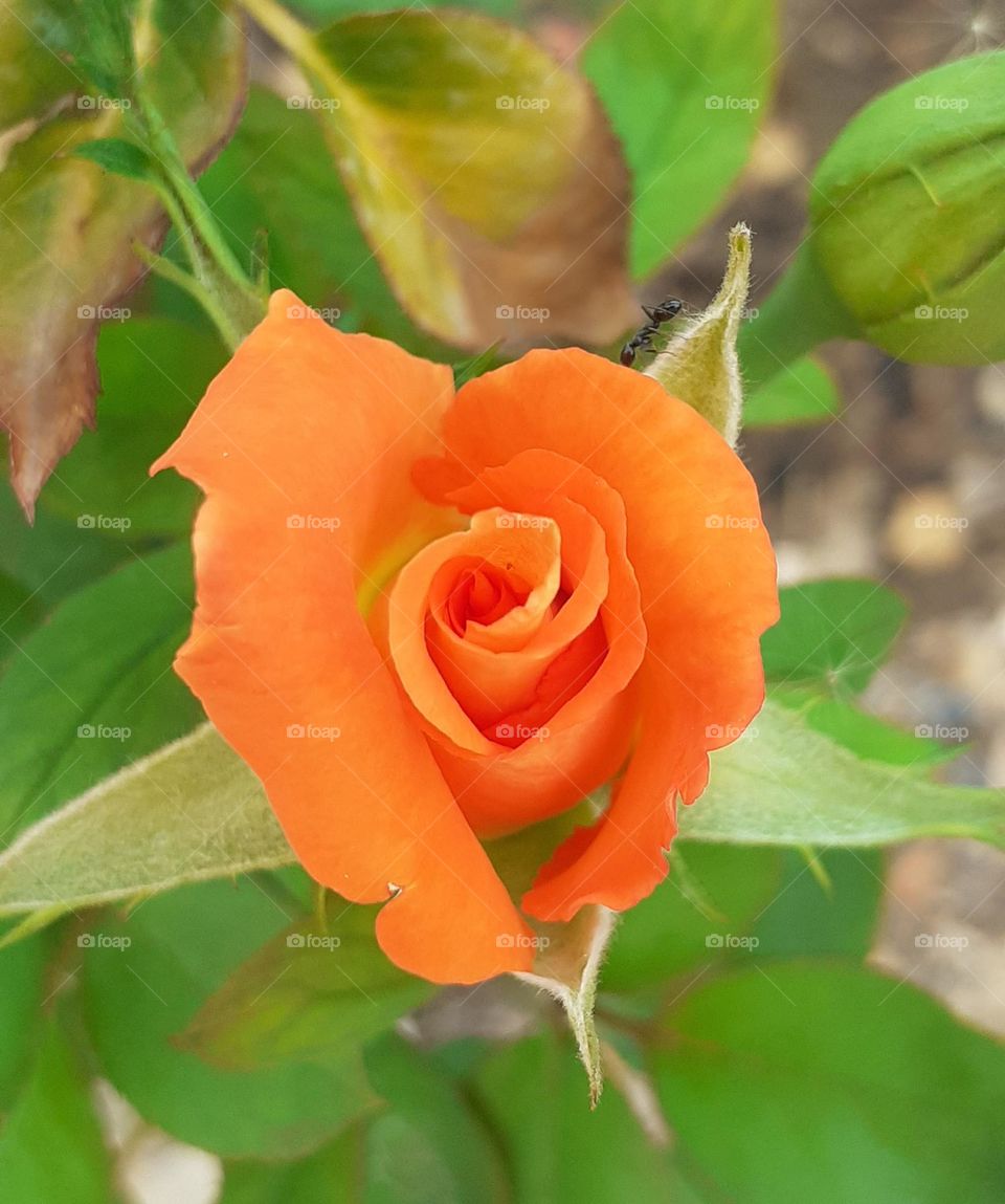 la rosa hermosa y una pequeña hormiga