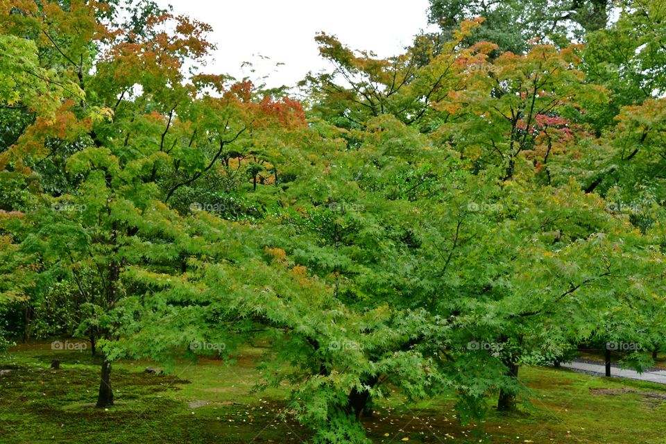 Fall foliage season