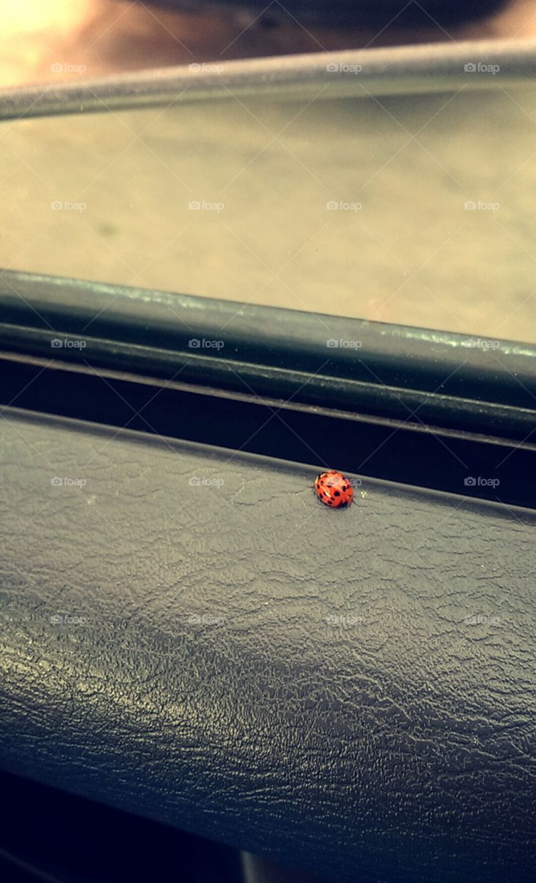 ladybug