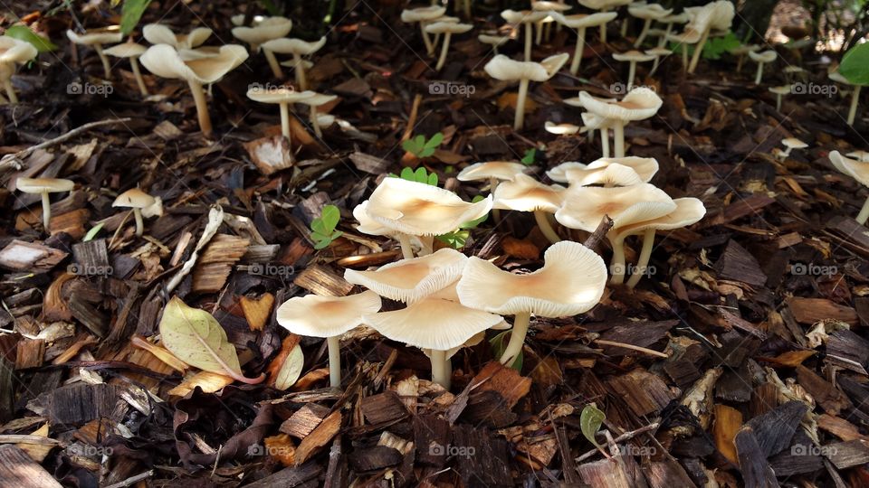 Close-up of mushrooms