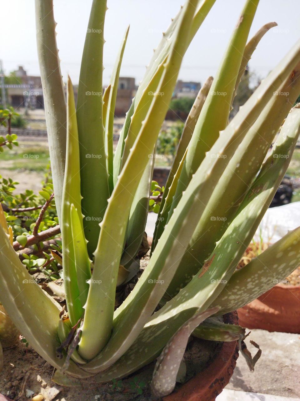 aloe vera