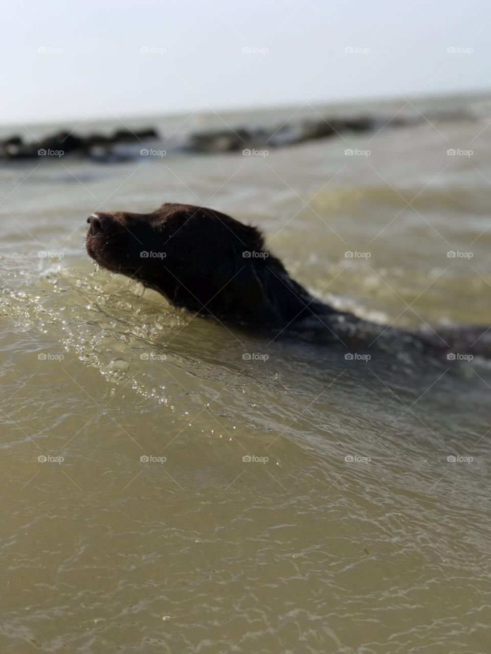 Brown gorgeous flatcoat retriever swimming  in sea. Unusual shot 