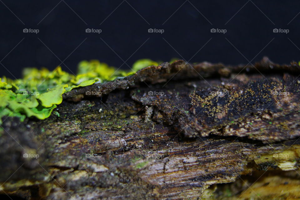 moss and lichen