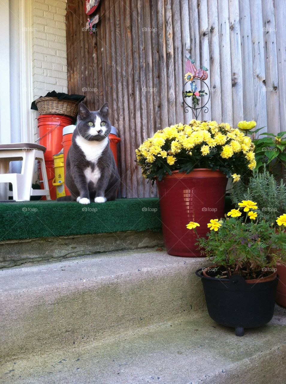 Kitty cat in the backyard 
