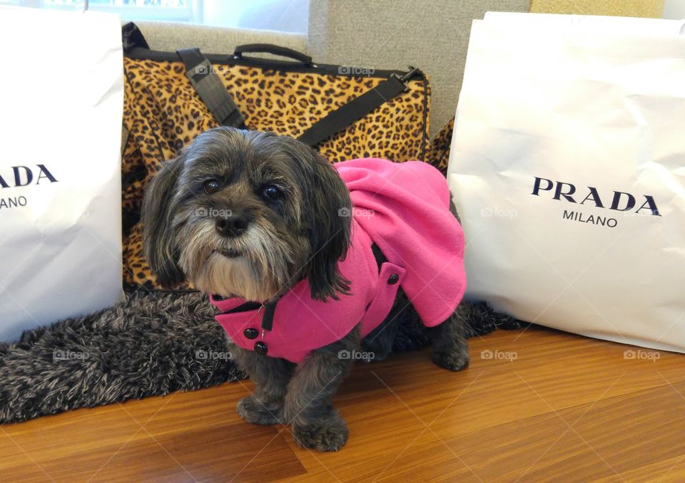 Molly's Shopping Spree