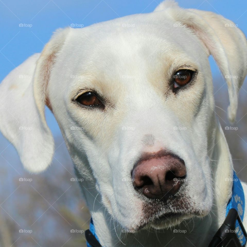 Elle, our adopted little girl posing under beautiful blue skies