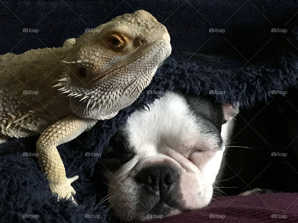 Our bearded dragon Stormy likes to cuddle with our Boston Terrier pups. Luckily theres a nice thick blanket between them as Stormy is pretty prickly! But the pup is sleeping comfortably!