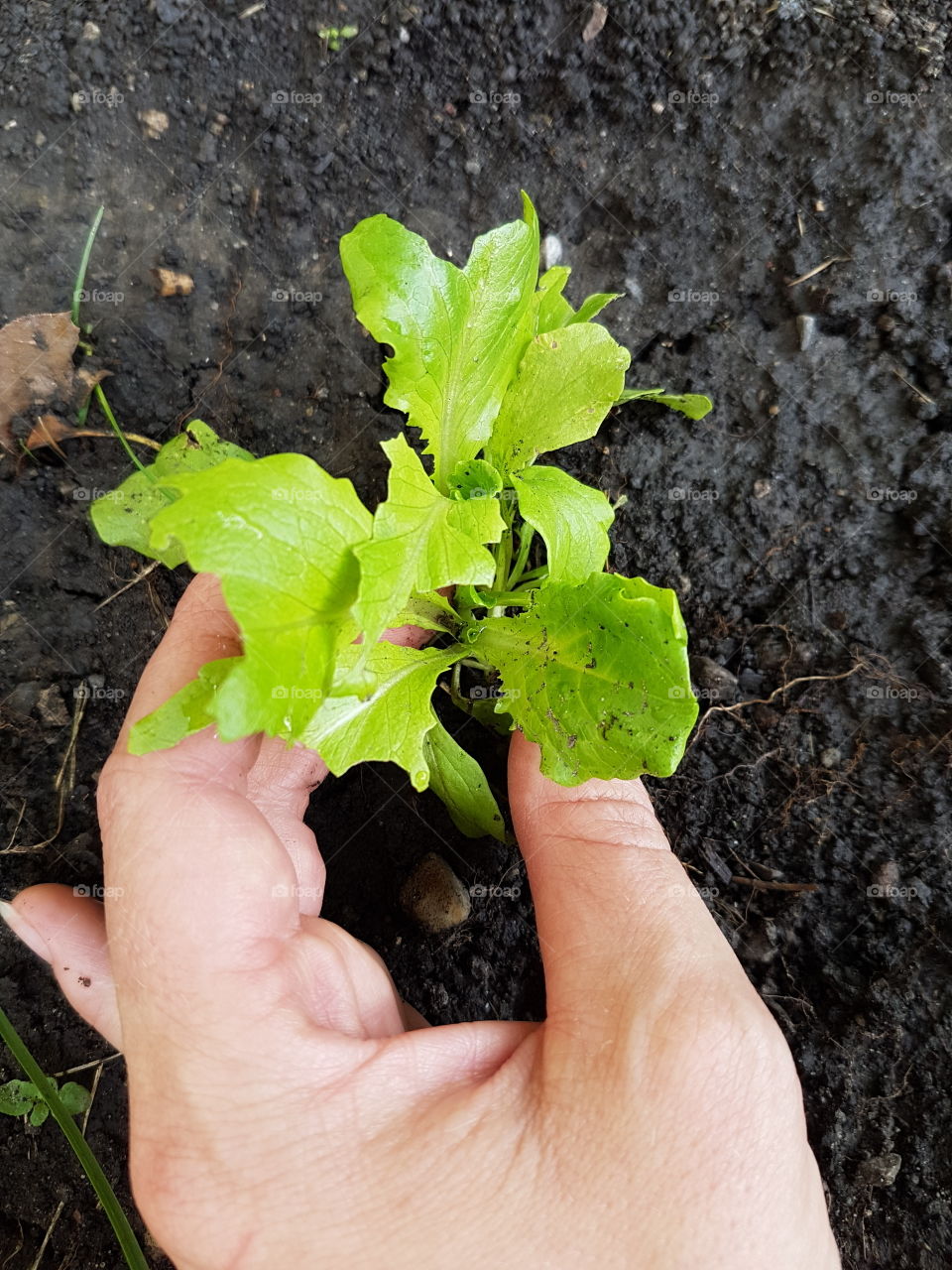 Lettuce growing from seed