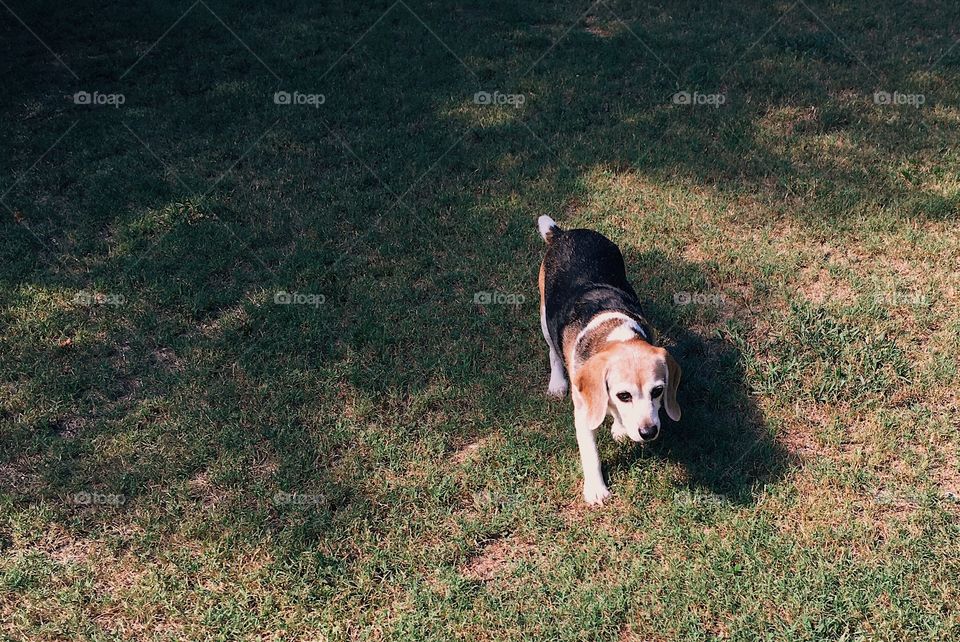 A beagle/basset mix dog walking in the sunshine 