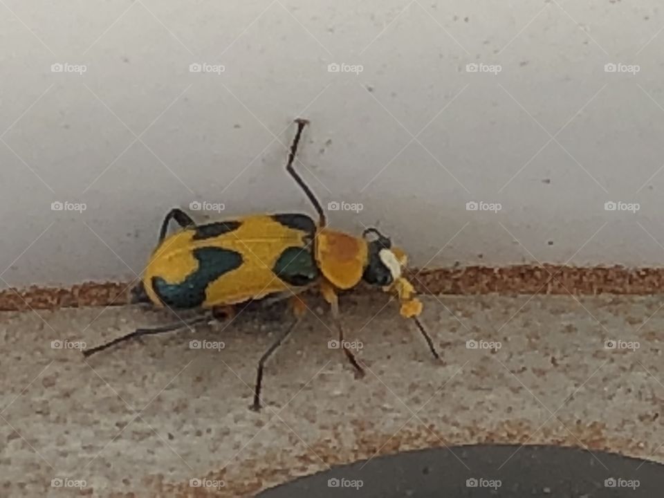 Yellow bug found in my work place
