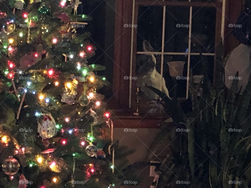French bulldog in the window at Christmas 