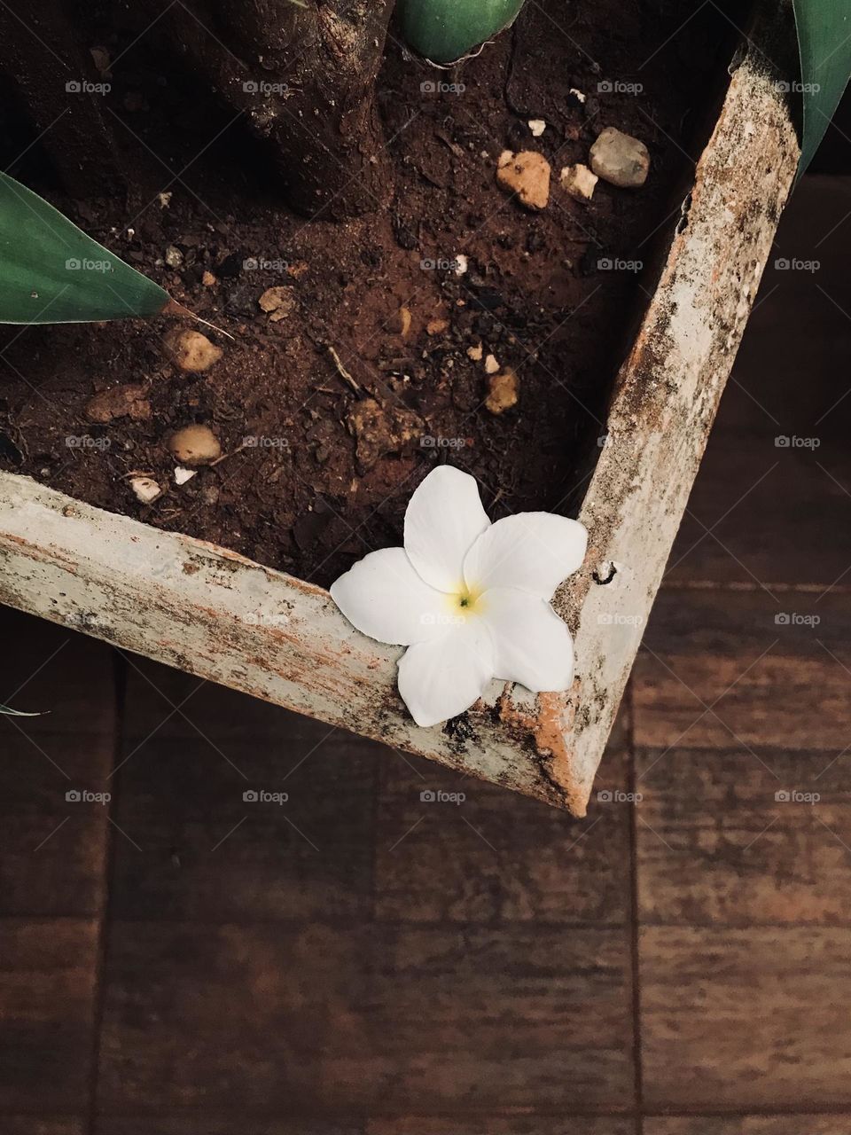 White flower 