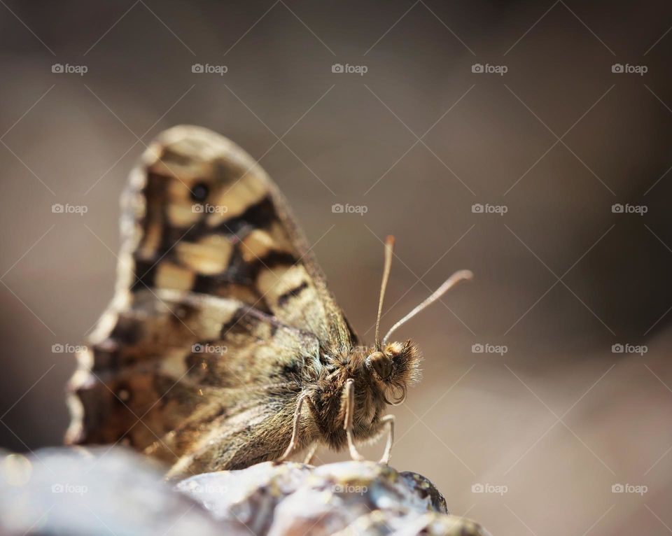 Ventral view of speckled wood butterfly
