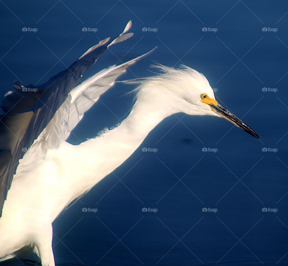 Snowy Egret Chasing Another Egret