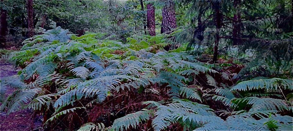 Farns are a type of plant often seen overhanging various bodies of fresh water, be they lakes or small streams. And so it is also here in „Saxony“, Germany. 2022. Hypnotic Productions