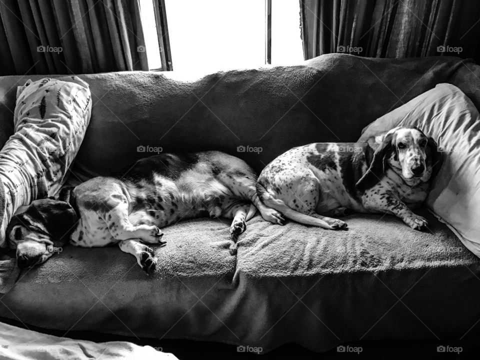 Hounds on a couch