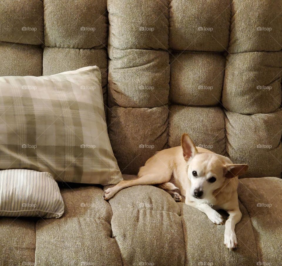 small tan dog making himself at home on the big couch with pillows