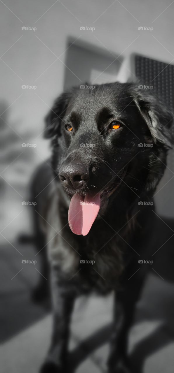 Flat Coated Retriever