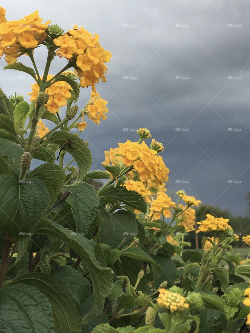 Yellow flower before stormy rain