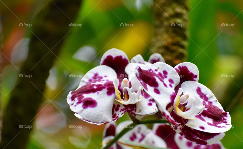 Purple spots on white - gorgeous orchids