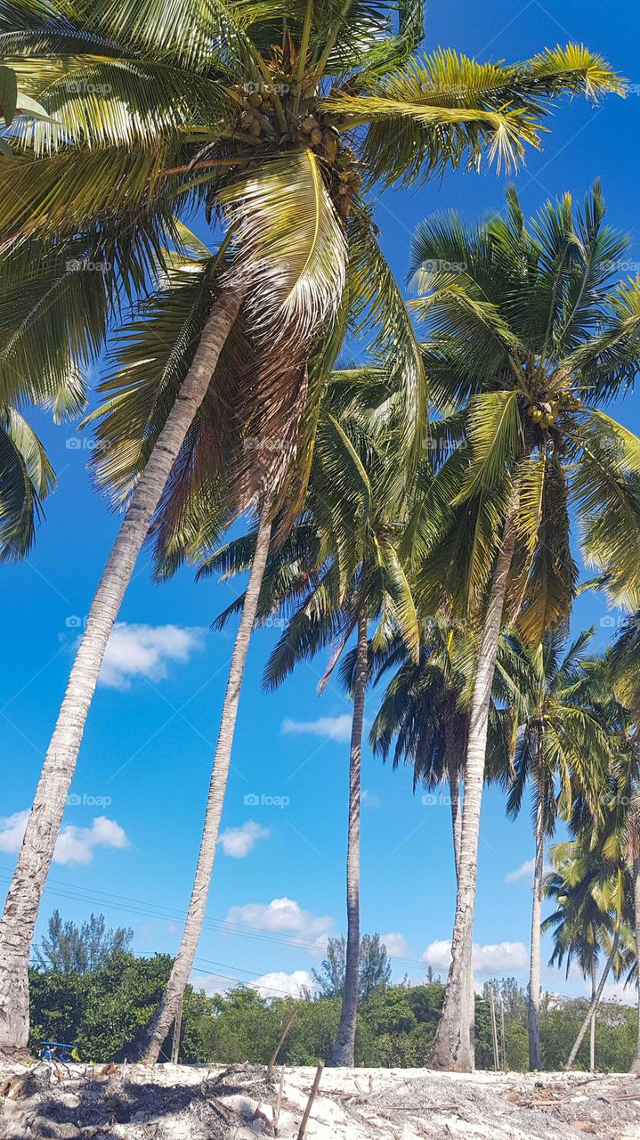 Palm trees in the sky