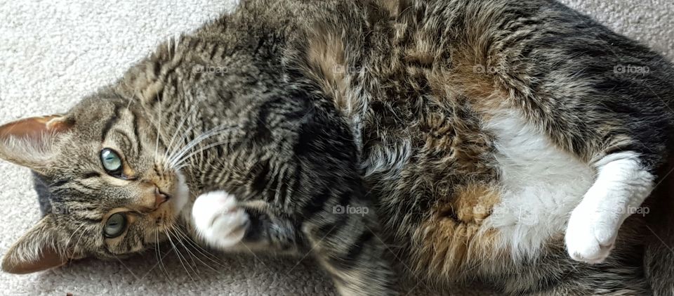 Cat Laying on Carpet