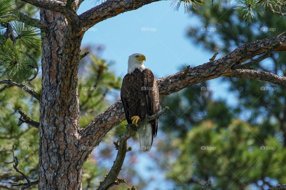 A adult bald eagle sits in a tree keeping a vigilant eye on the lake nearly directly below awaiting the opportunity for his next meal