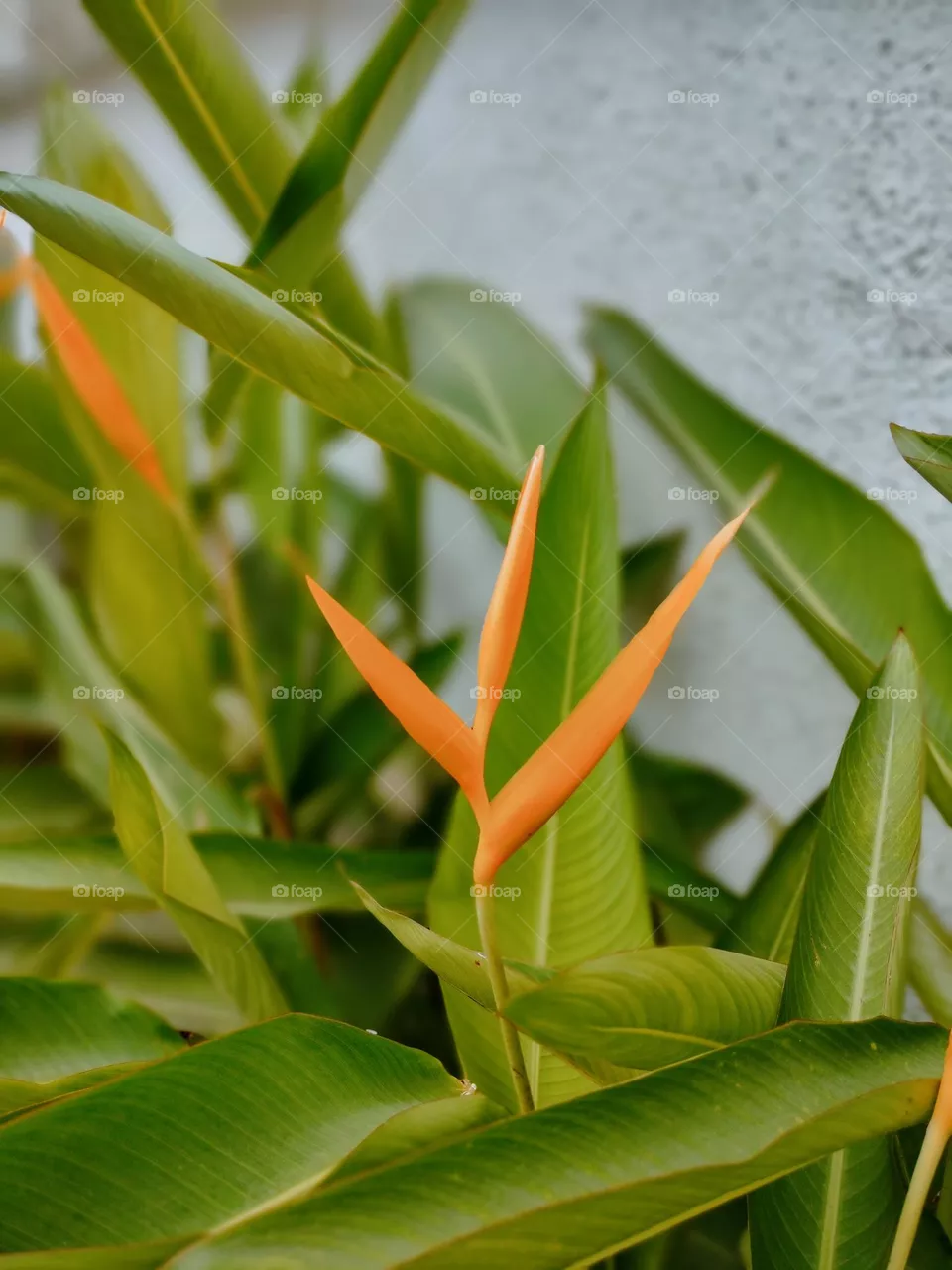 Beautiful Green leaf & Orenge Flowers, Mobile Photography