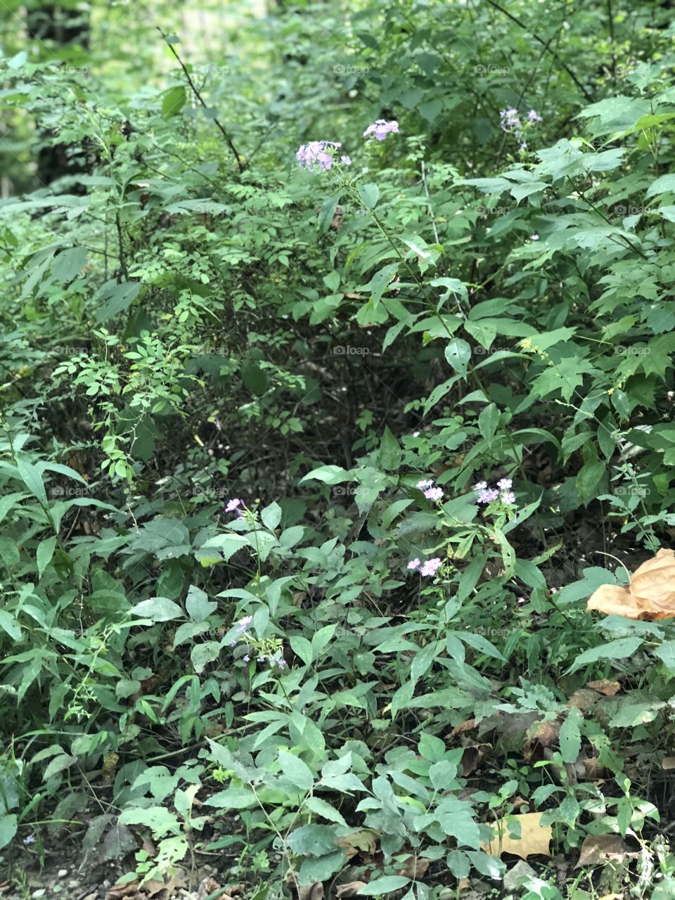 Wild flowers in Moonville Ohio 