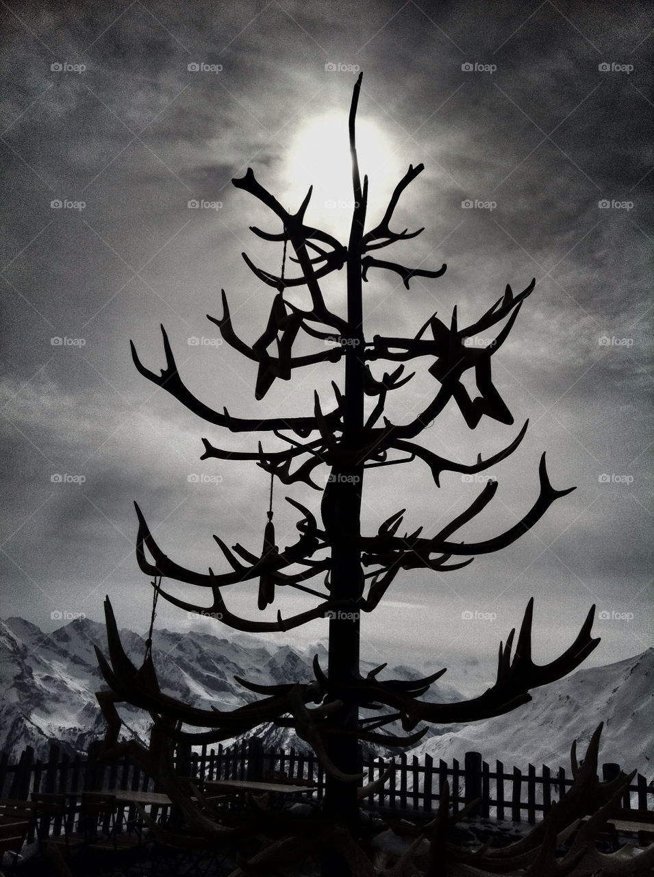 Silhouette of Christmas tree