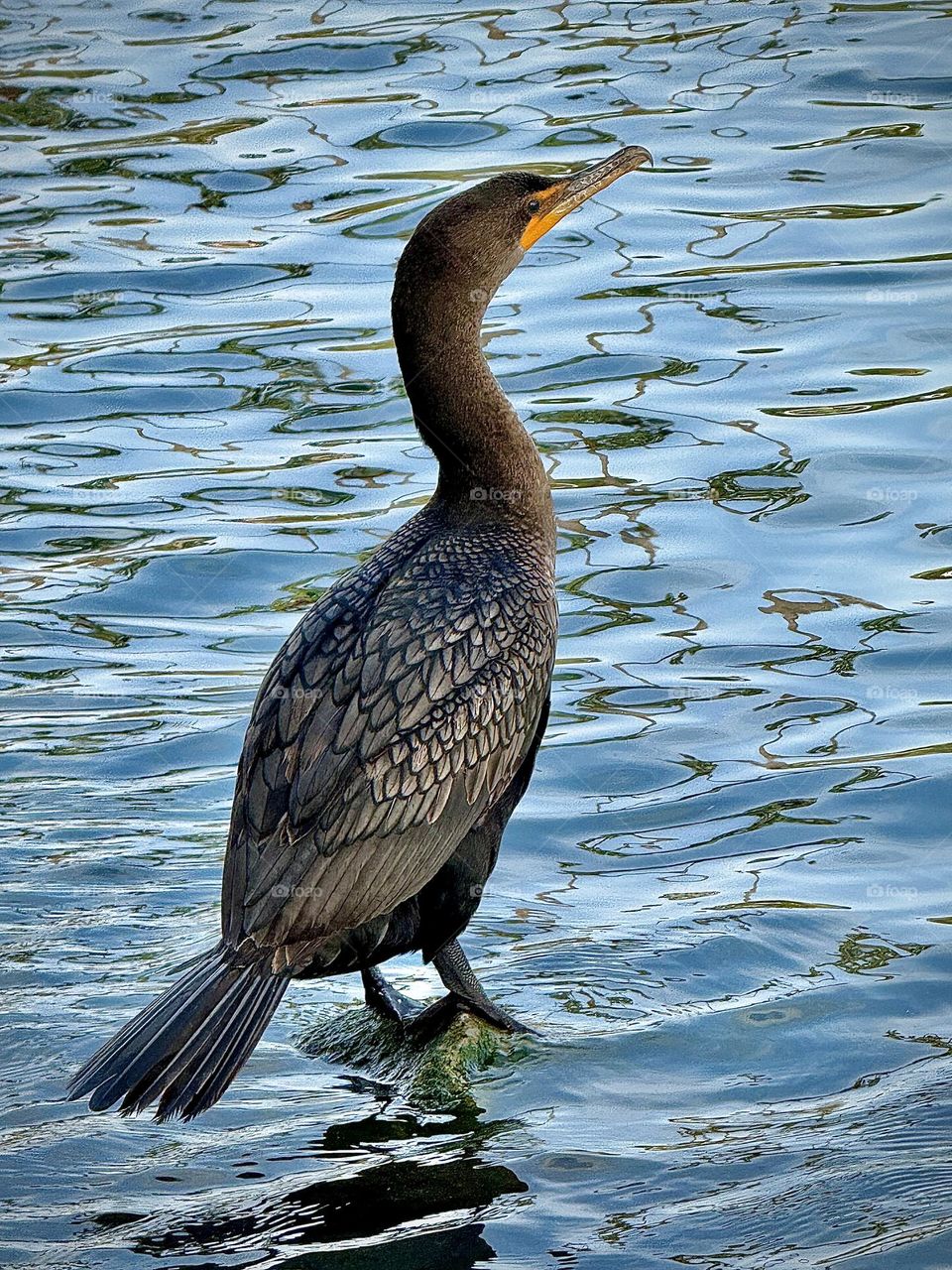 Double-crested Cormorant Standing
