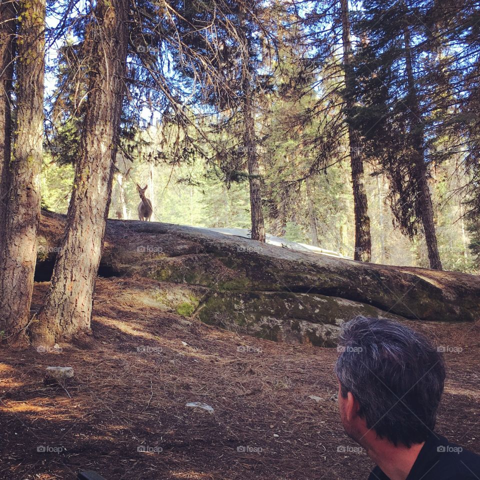 Man versus deer stand-off in sequoia national park