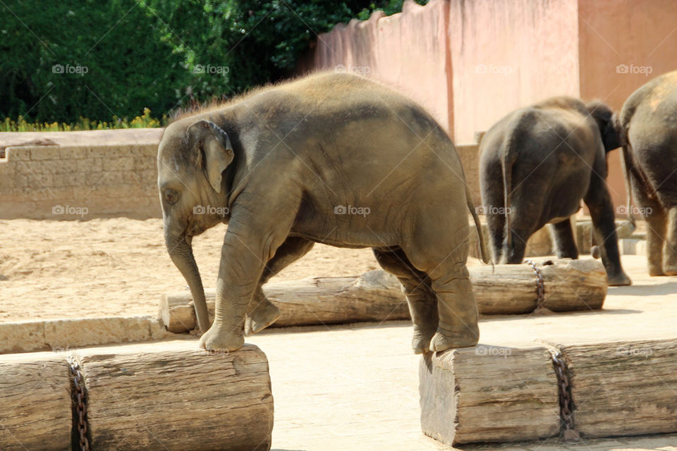 animal mammals zoo elephant by stef79