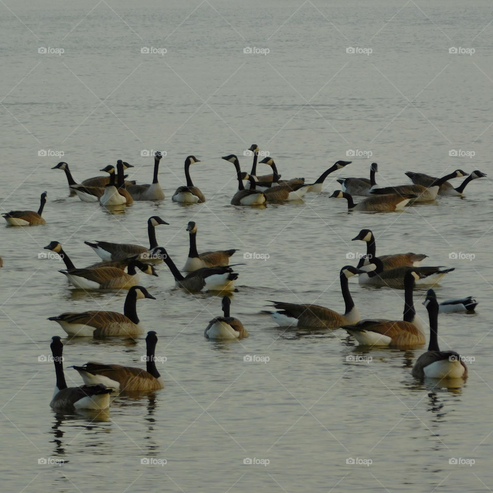 Geese floating in the bay!