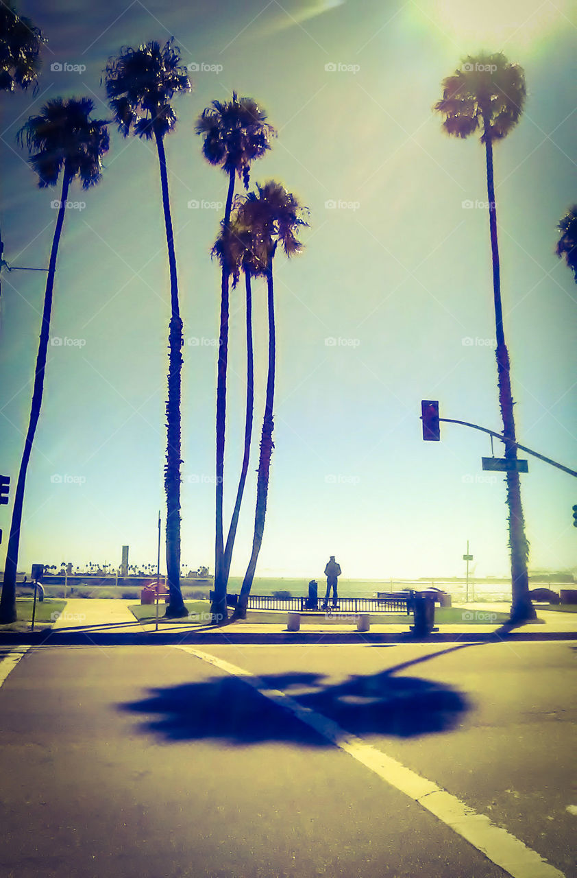 palm palmtrees road shaddows sky California palms