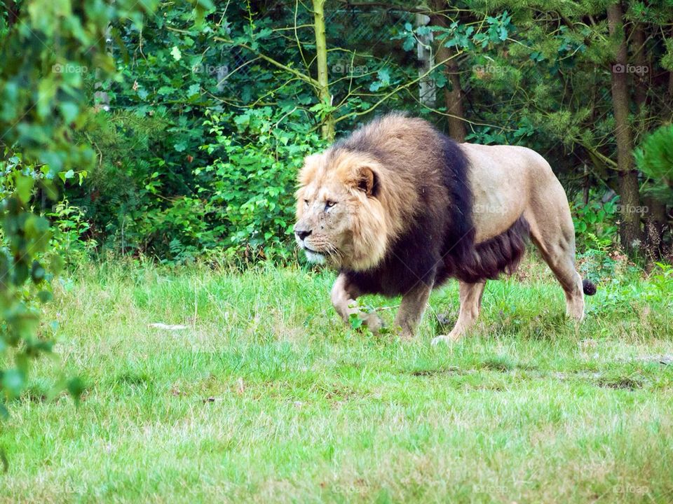 Male lion