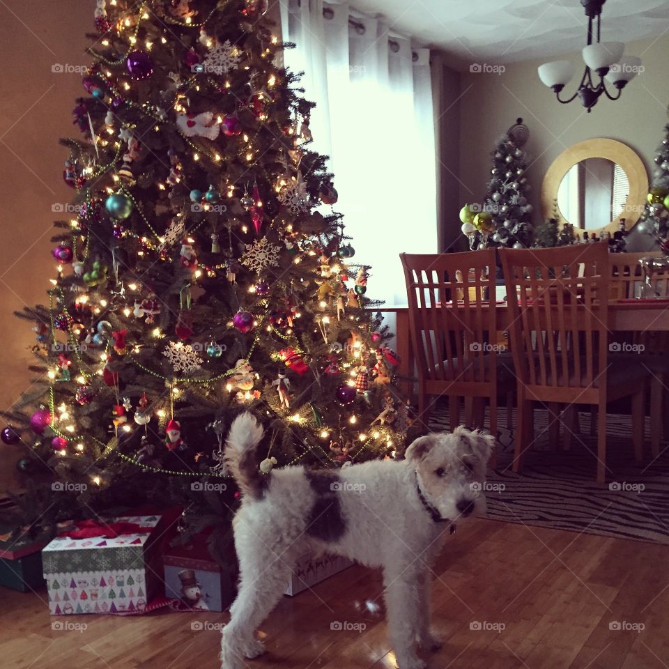 First Christmas . Bilbo under the tree
