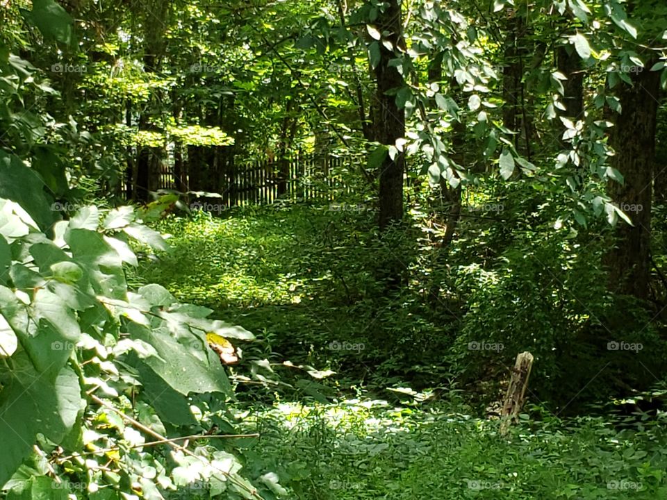 A lovely backyard grassy path of adventure