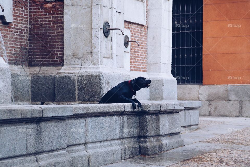 Dog taking a bath in a fountain 