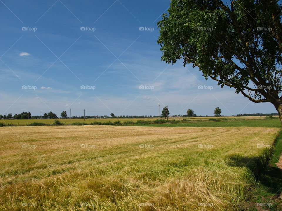 Countryside view