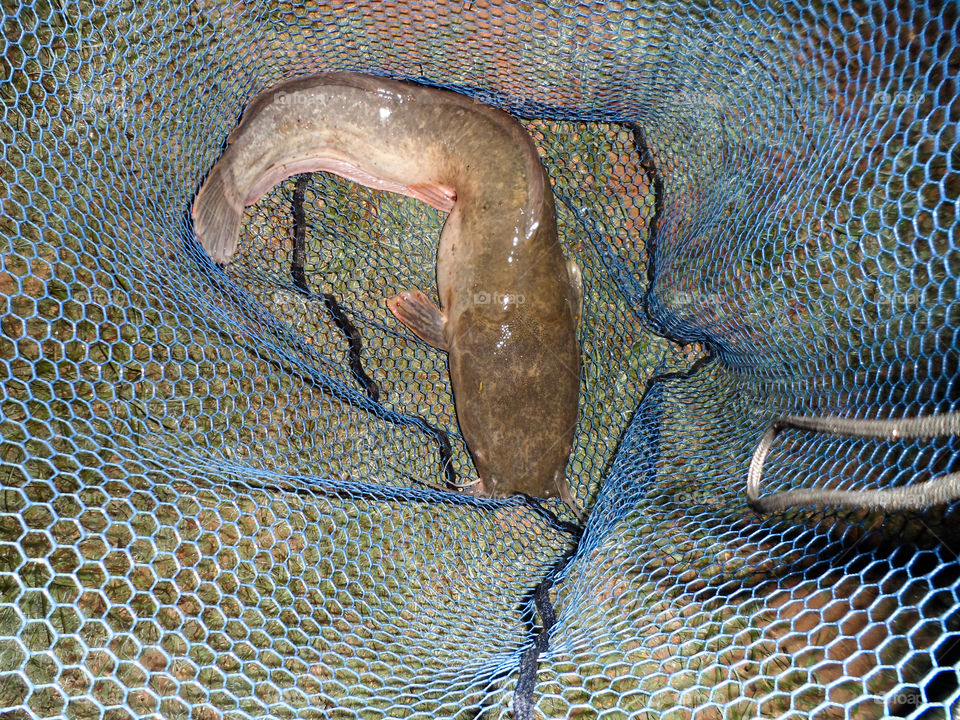 catfish in a net