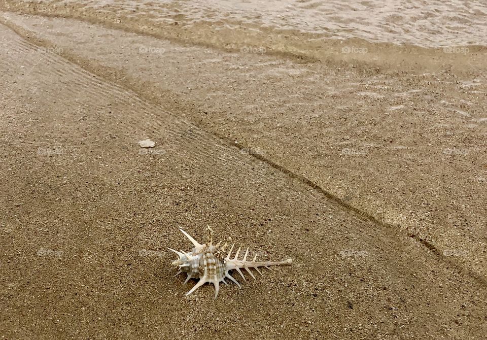 Shell on the beach