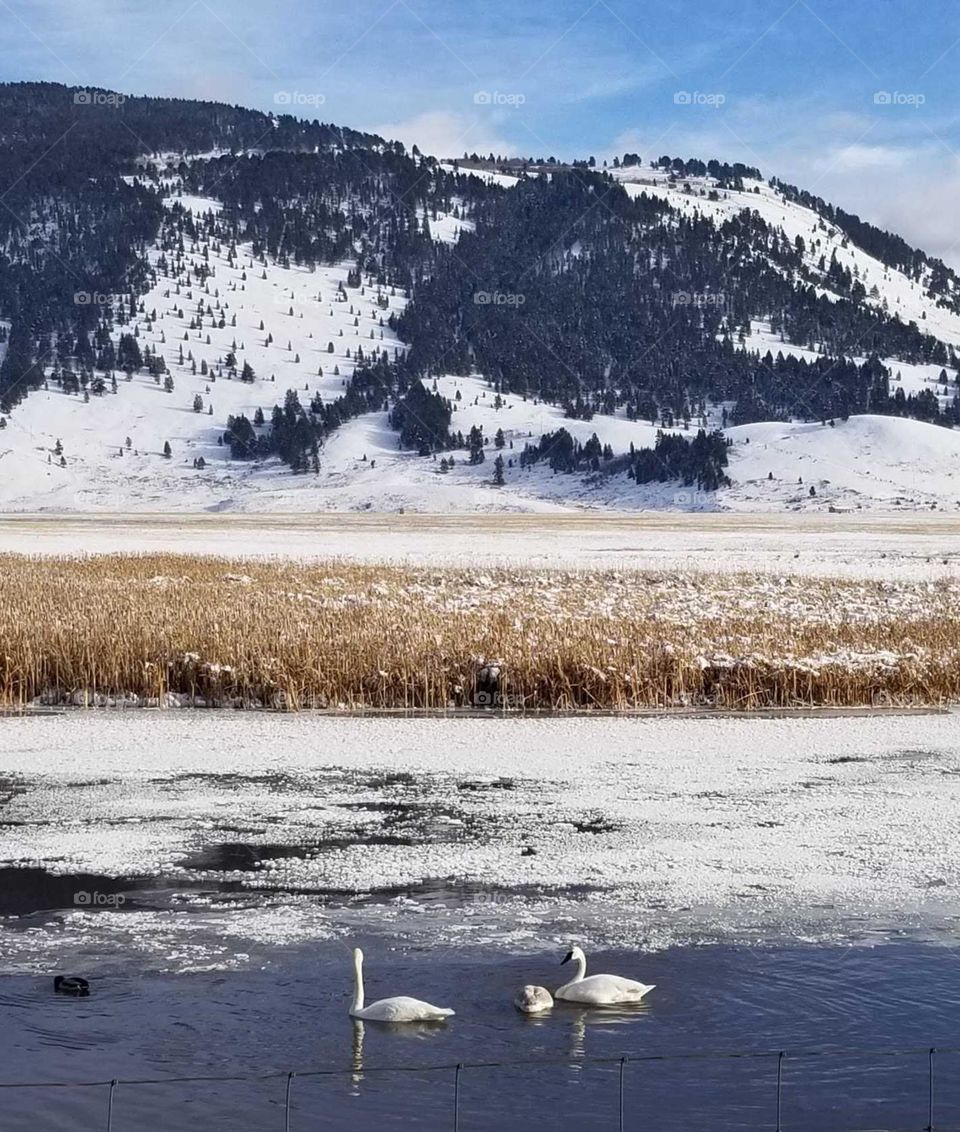 Trumpeter Swans