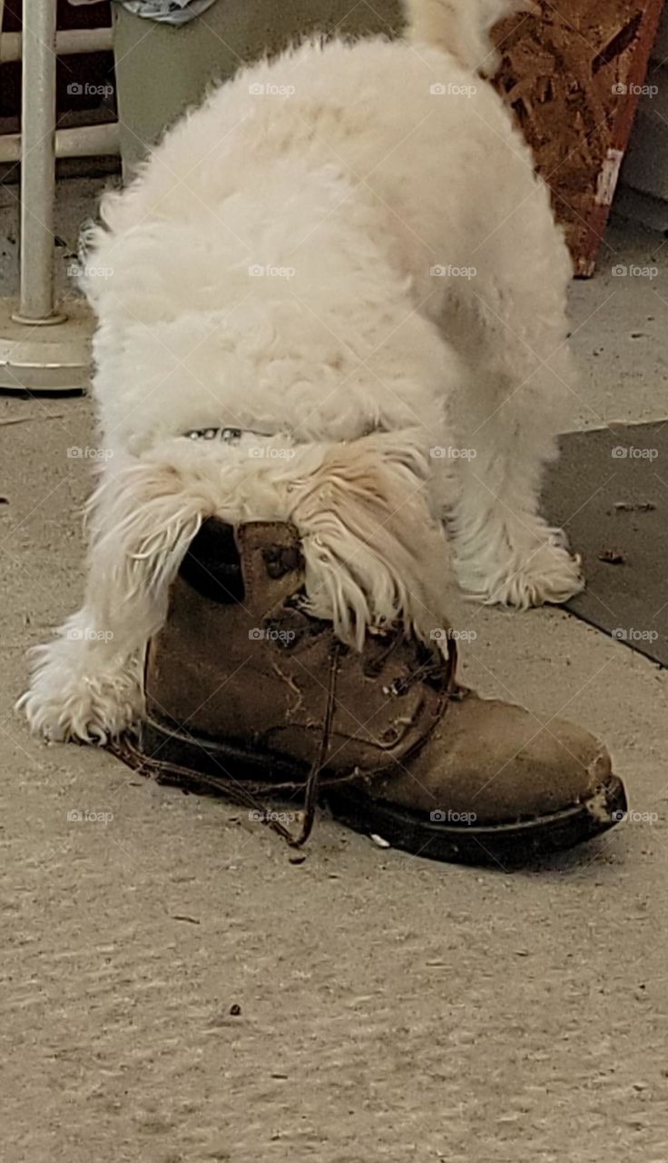 there is a lizard in here and I am going to find it!