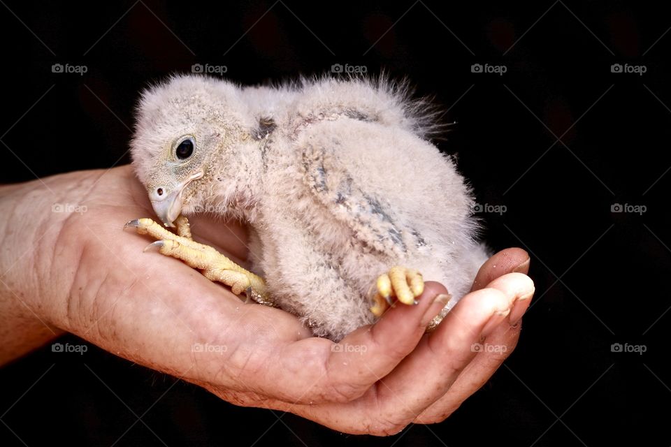 Baby falcon bird of prey nestled in human hand, rescued by wildlife conservation expert 