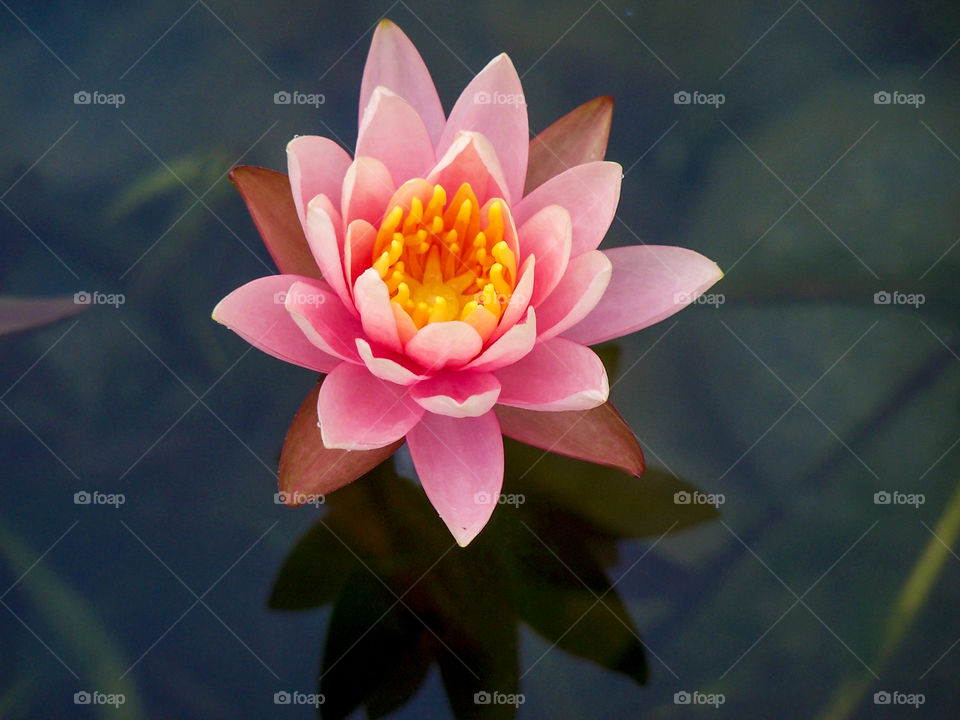 pink water lily